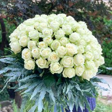 100 White Roses Delivery to Milan Monza Como | Send Rose Bouquet to Milan