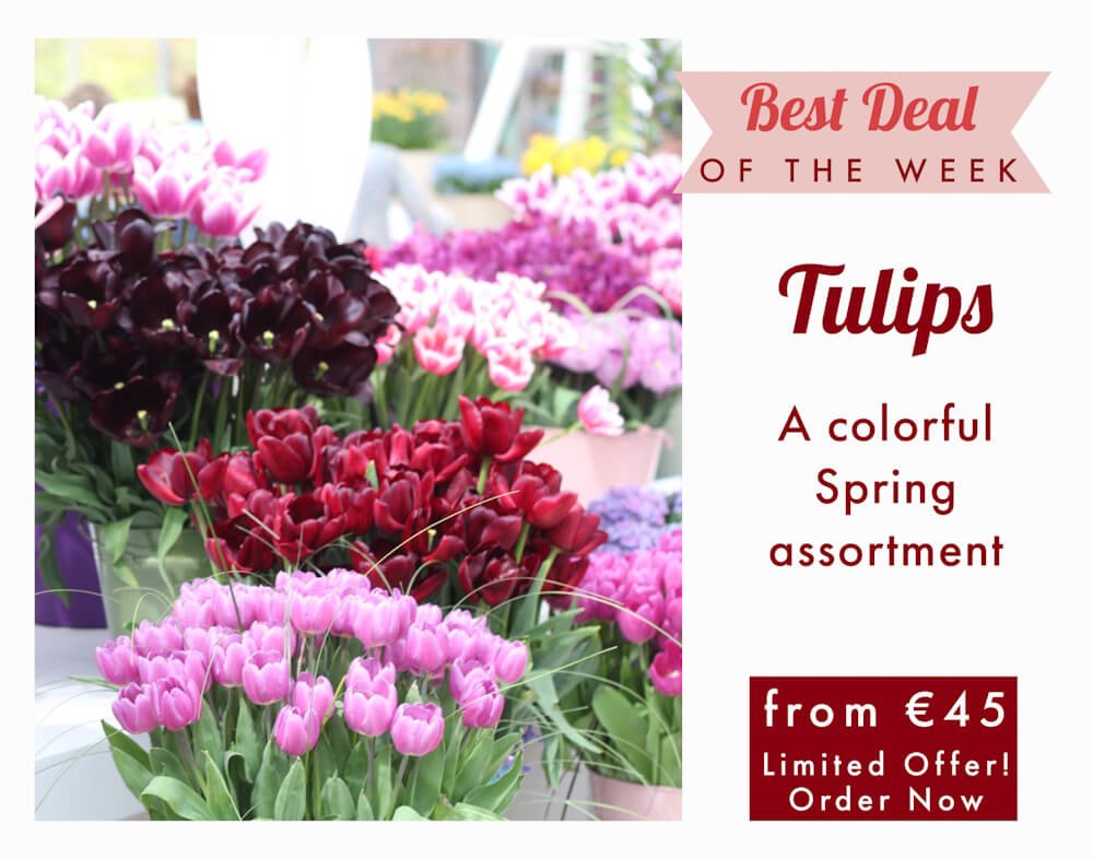 Local Milan Florist with Same Day Delivery Send Luxury Flowers