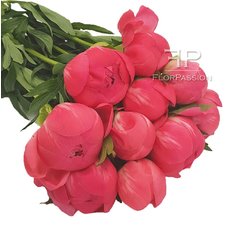 Coral Peonies