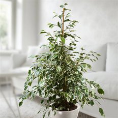 Ficus