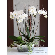 White Orchids Delivery | Best Milan Local Florist