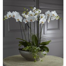 Luxury Orchids | Best Milan Local Florist FlorPassion
