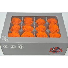 Orange Preserved Mini Roses, 12pcs