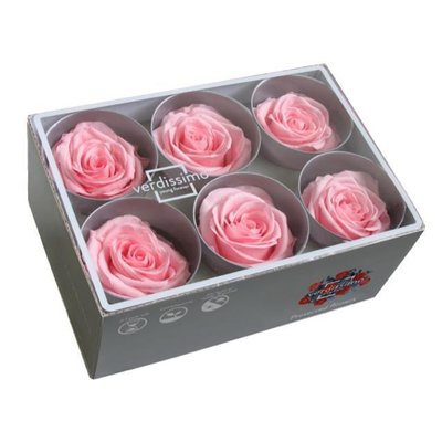 Pastel Pink Preserved Roses, 6pcs