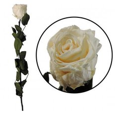 Preserved Rose, Ivory