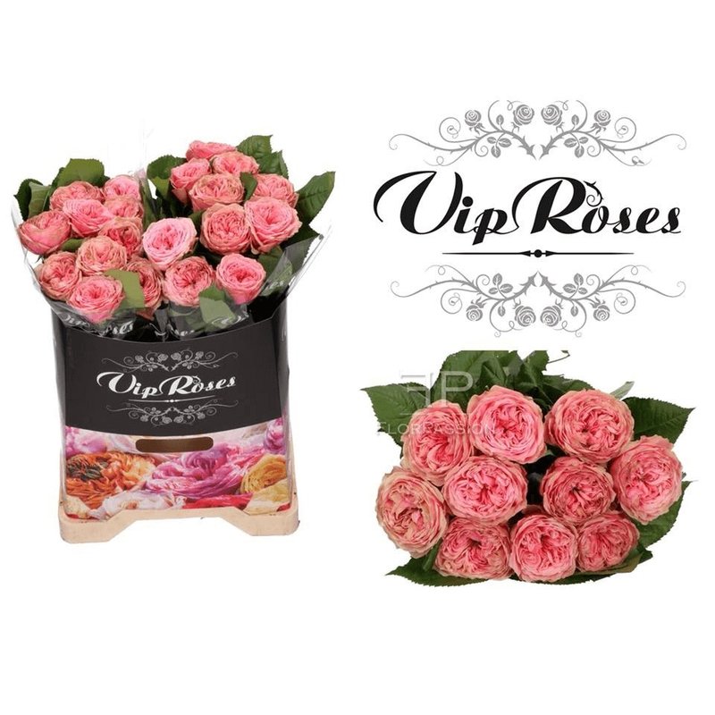 Luxury English Garden Roses from Vip Roses FlorPassion