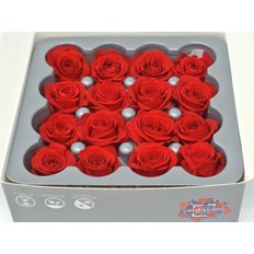 Red Preserved Roses, 16pcs