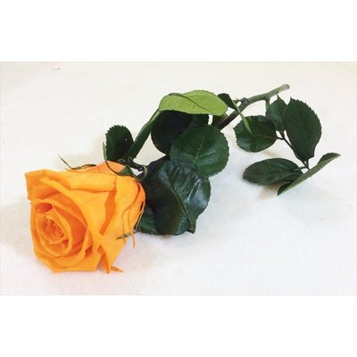 Rosa Amorosa Mini Stabilizzata Arancio
