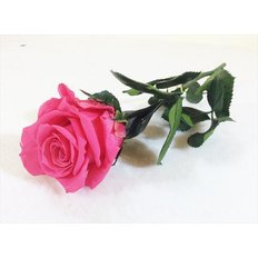 Rosa Amorosa Mini Stabilizzata Rosa Scuro