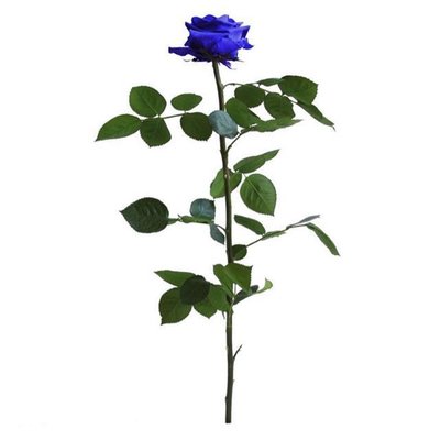 Rosa Amorosa Stabilizzata Blu