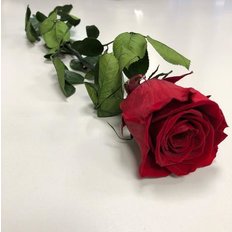 Rosa Amorosa Stabilizzata Bordeaux