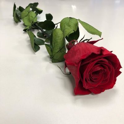 Rosa Amorosa Stabilizzata Bordeaux