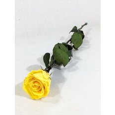 Rosa Amorosa Stabilizzata Giallo