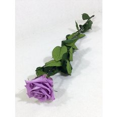Rosa Amorosa Stabilizzata Lilla
