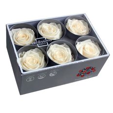 ROSA Stabilizzata 6pz CHAMPAGNE