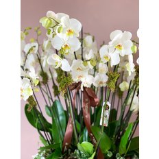 Spectacular Phalaenopsis Orchids