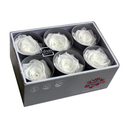 White Preserved Roses, 6pcs