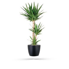 Pianta Yucca | Consegna Piante Verdi Milano